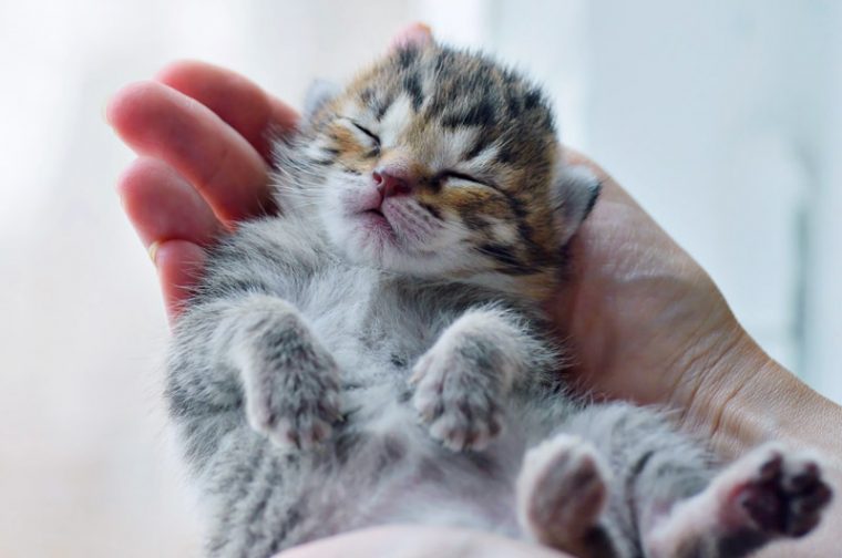 Anak cara baru agar lahir tidak mati yang kucing merawat 5 Cara