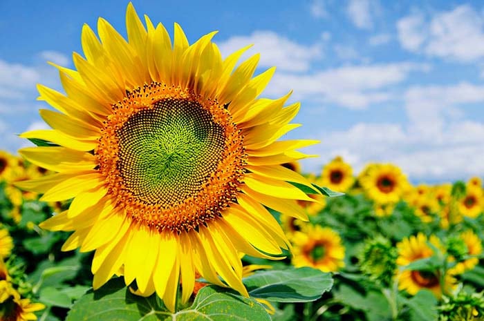 Inilah 7 Cara Merawat Bunga Matahari Di Rumah Dijelas In