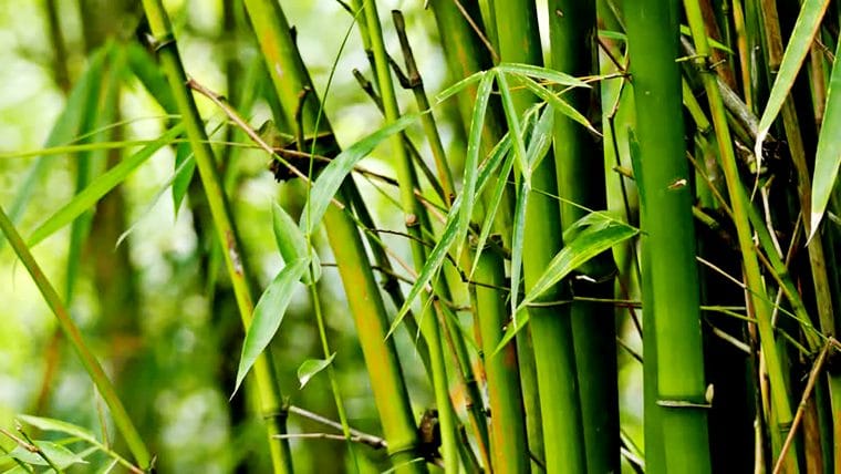 Bambu Hias