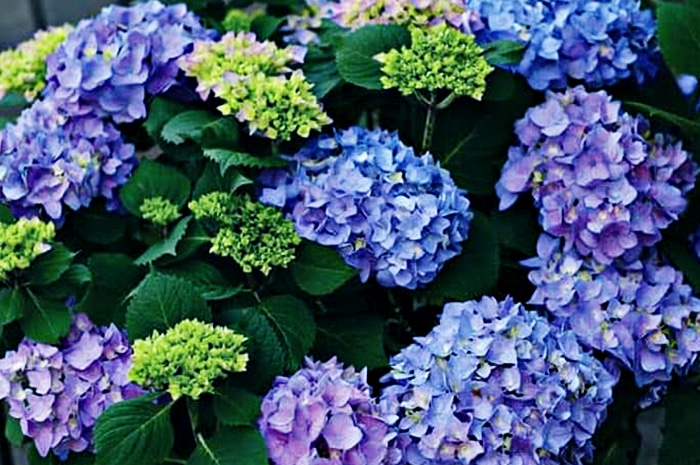 9 Tanaman Hias Bunga Yang Cantik Untuk Indoor Dan Outdoor Dijelas In