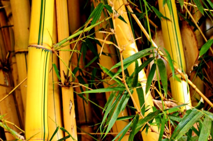 Bambu Hias - Jenis tanaman hias outdoor 