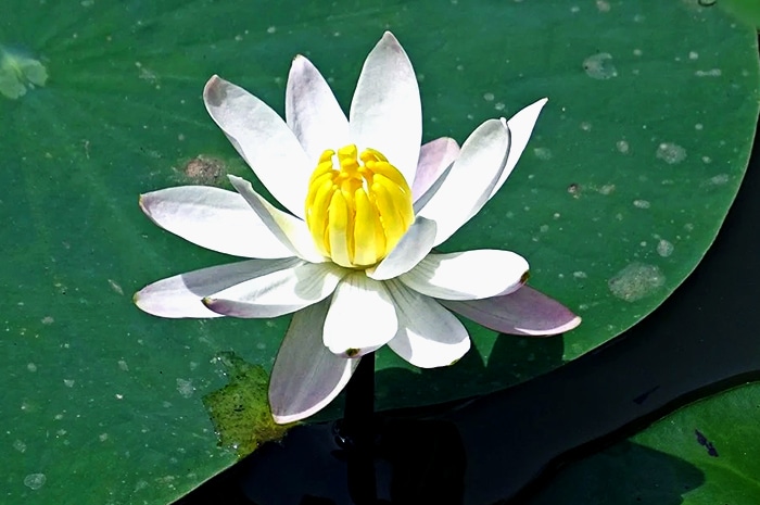 Jenis tanaman hias air bunga lily