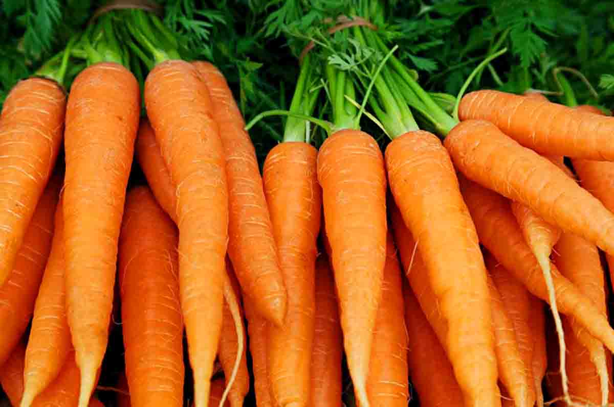 Protein - Kandungan wortel dan manfaatnya sebagai penunjang regenerasi sel-sel