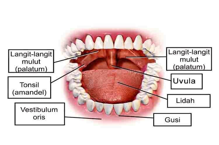 Membantu Proses Mengunyah - Gambar lidah dan fungsinya sebagai pelumat