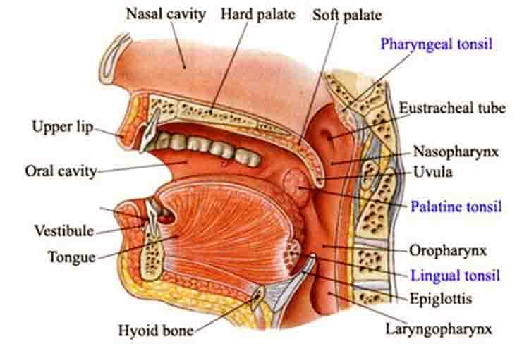 Melindungi Mulut dari Kuman - Gambar lidah serta fungsinya yang mengandung zat anti kuman