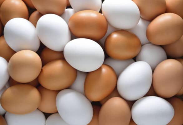 Telur - Apa yang dimaksud dengan protein hewani yang kaya vitamin 