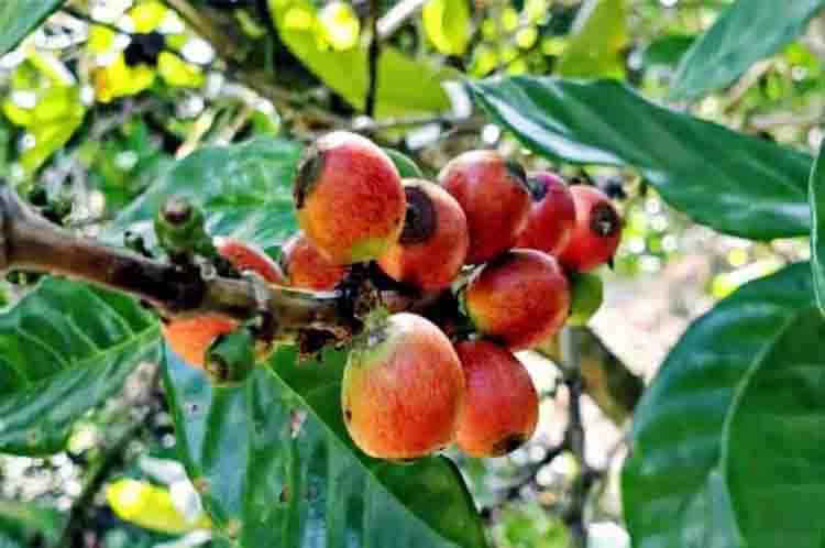 Perbedaan kopi robusta arabika dan  liberika