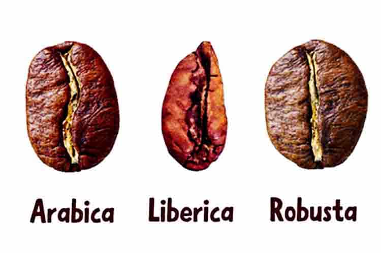Perbedaan kopi robusta arabika dan liberika