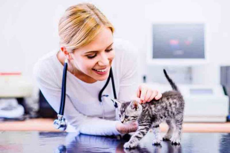 9 Faedah Memelihara Kucing Menurut Psikologi
