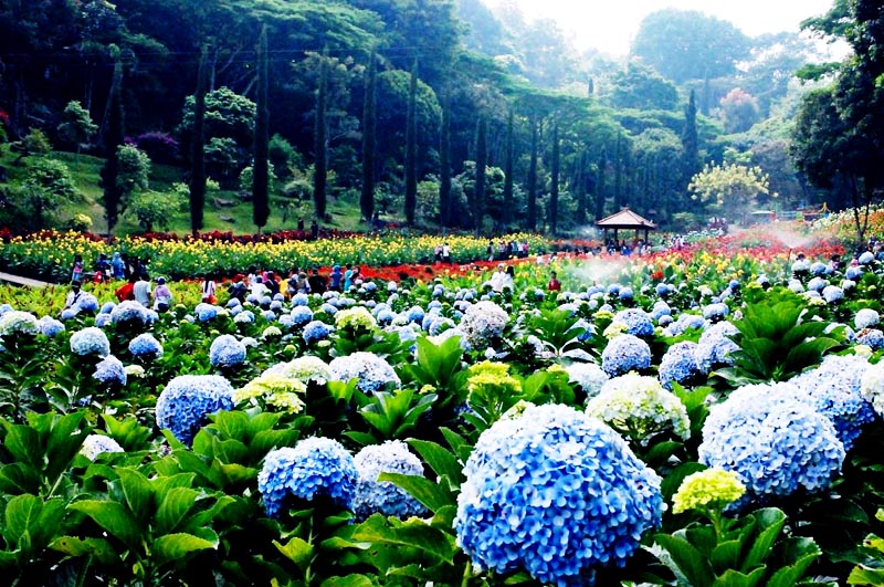 Intip 7 Taman Bunga Unik dan cantik di Indonesia