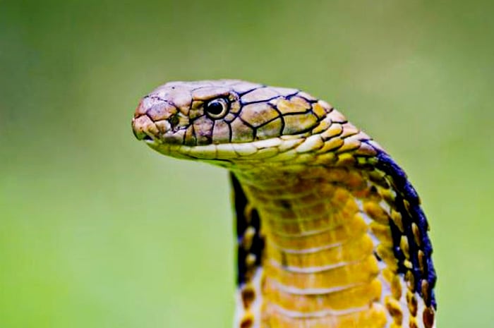 Jenis ular kobra