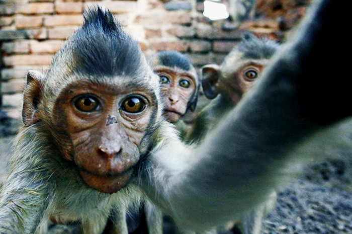 Monyet Selfie