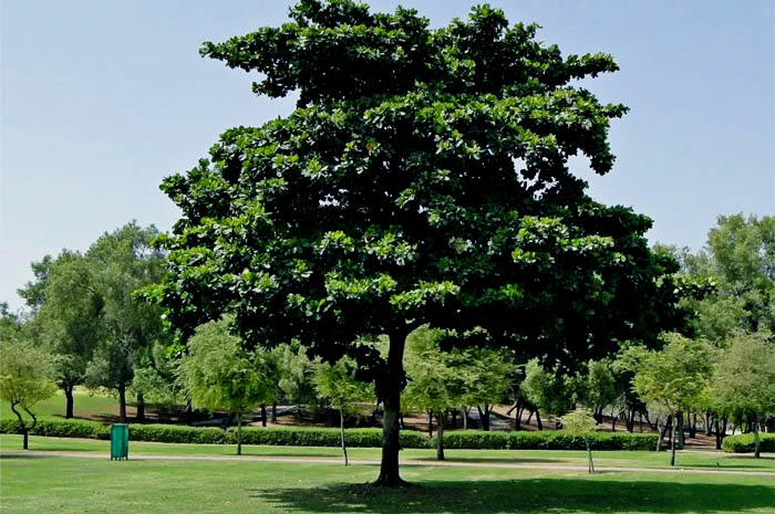 Pohon Ketapang - gambar pohon ketapang