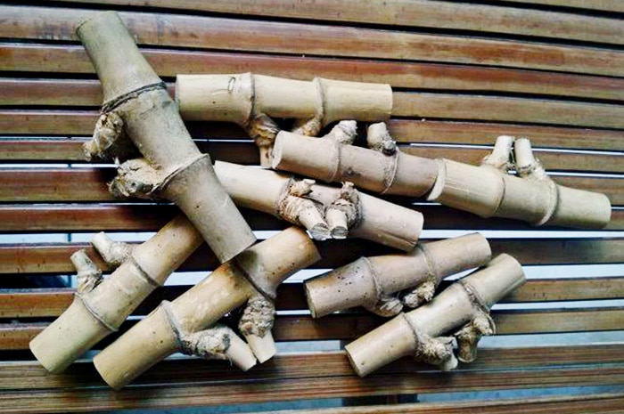 jenis bambu petuk