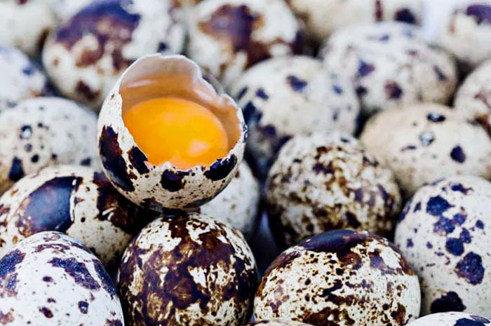 Manfaat Telur Puyuh Untuk Merangsang Pertumbuhan dan Perbaikan