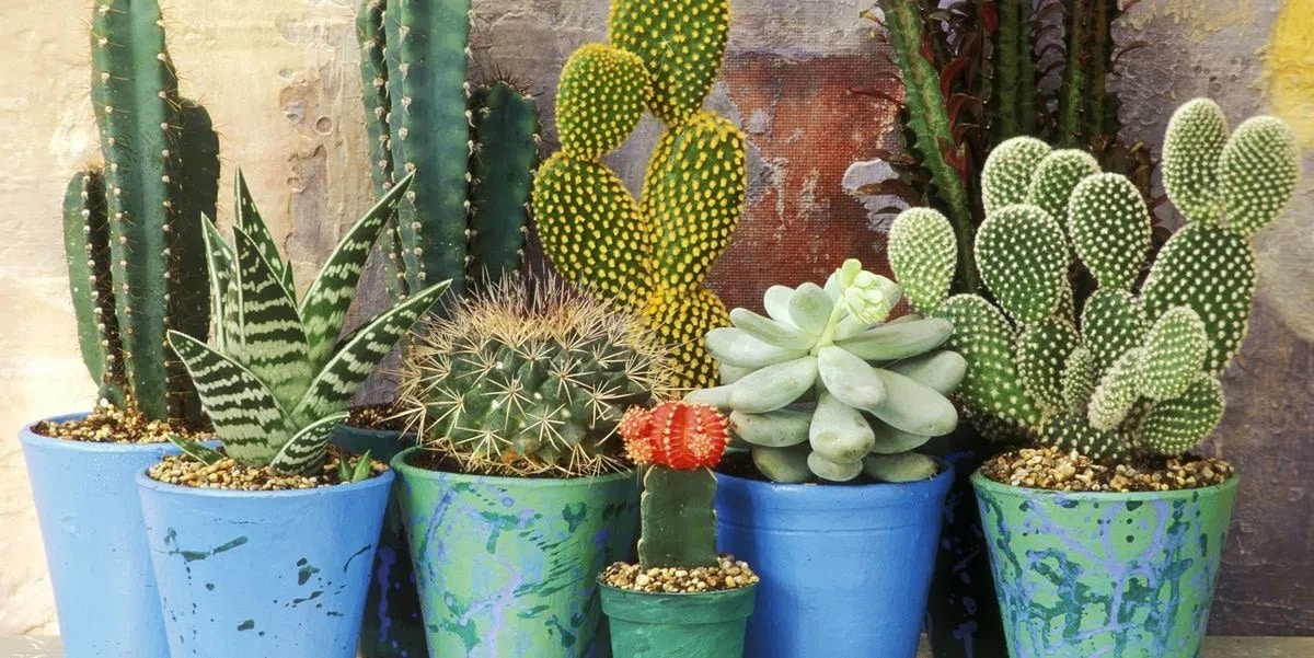 9 Jenis Kaktus Hias Yang  Mudah  Dirawat  Untuk Pemula 