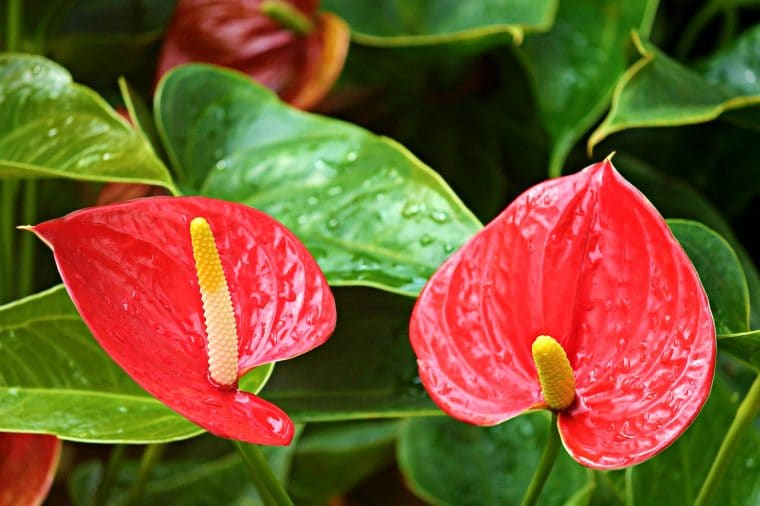 Bunga Anthurium - Jenis tanaman hias