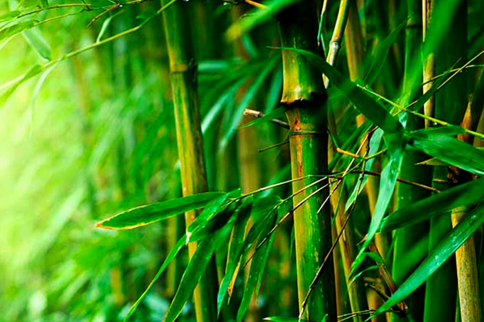 Merawat bambu hias