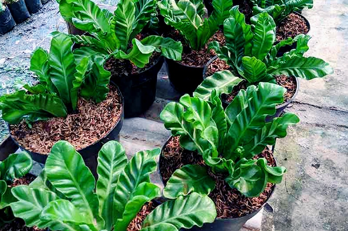 Cara menanam tanaman kadaka - Mengenal tanaman kadaka - Fakta tanaman kadaka