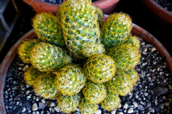 Kaktus Hias Mammillaria