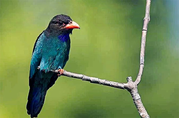 Dominasi Warna Biru - Fakta burung tengkek buto