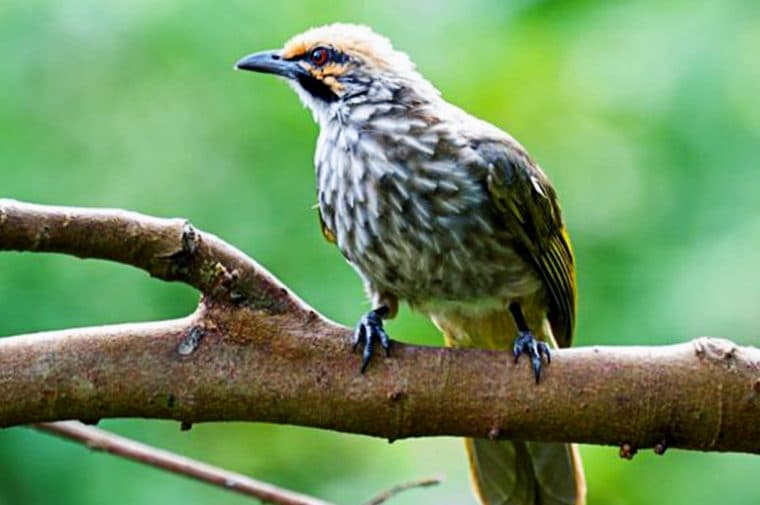 Burung Cucak Rowo - Burung peliharaan eksotik