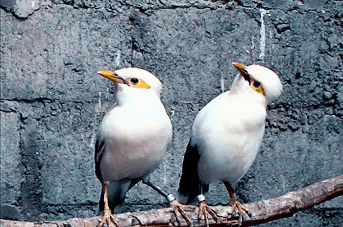 Warna dan Bentuk Paruh yang Menarik – Burung jalak putih