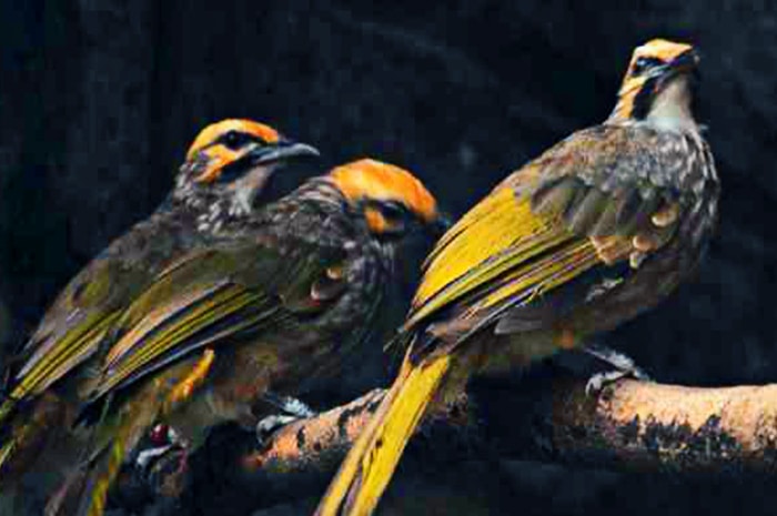 Burung Cucak Rowo Lampung - Jenis burung cucak rowo