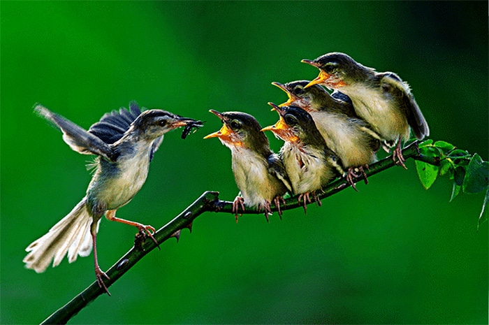 Perawatan Burung Ciblek Supaya Gacor – Jenis burung ciblek