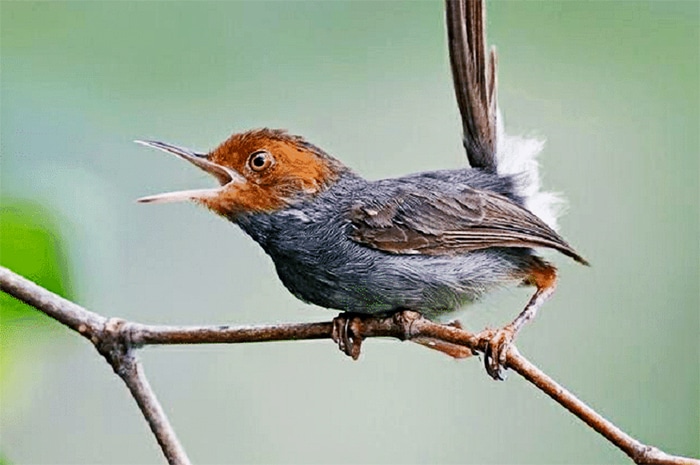 Tidak Gampang Beradaptasi dengan Lingkungan yang Baru - Fakta dan ciri burung prenjak