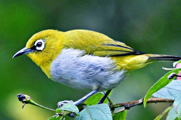 Burung Pleci Auriventer -  Jenis burung pleci