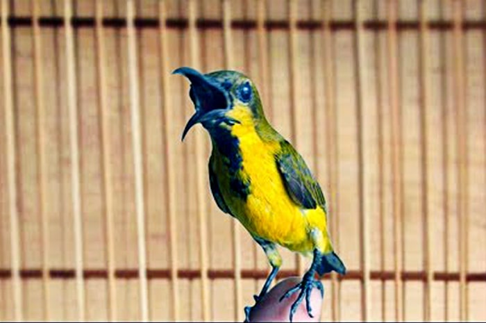 Lakukan Penjemuran Burung Sogok Ontong Secara Rutin – Merawat burung sogok ontong