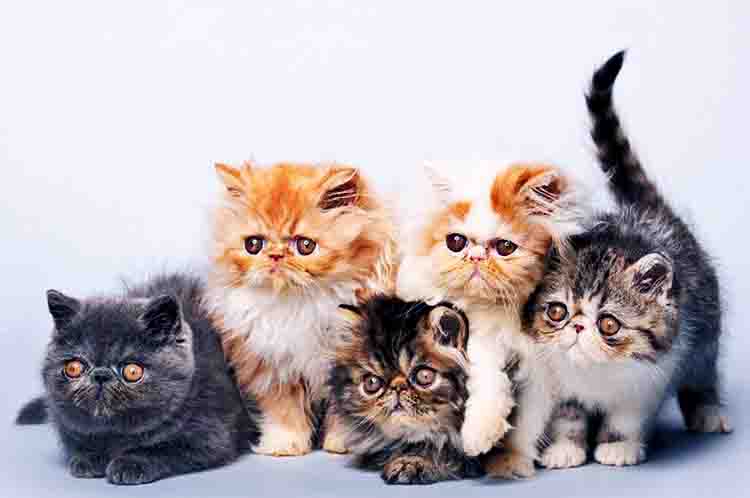 Fakta menarik tentang Kucing Persia