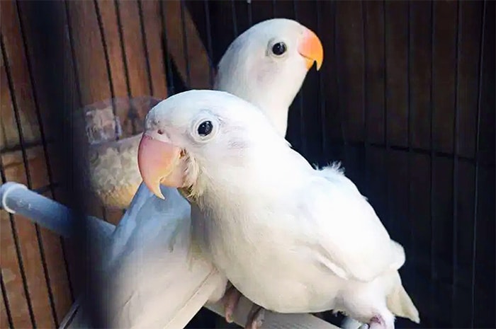 Lovebird Albino - Jenis burung lovebird