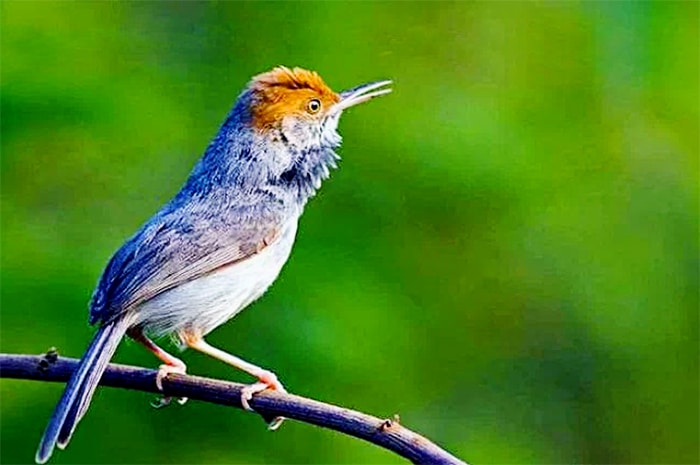 Jika Ingin Burung Peliharaan Anda Gacor, Maka Beri Makanan Tambahan - Fakta dan ciri burung prenjak