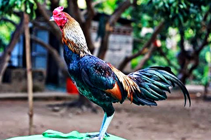 Ayam Birma