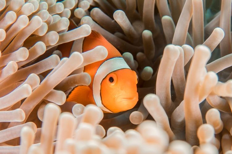fakta menarik tentang ikan Nemo