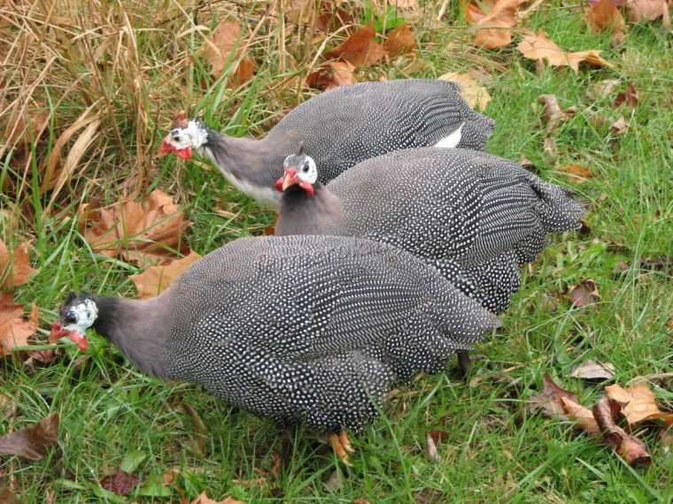 fakta unik ayam mutiara