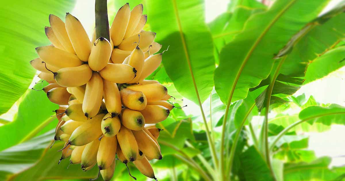 keuntungan menanam pohon pisang