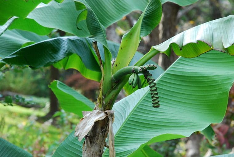 keuntungan menanam pohon pisang