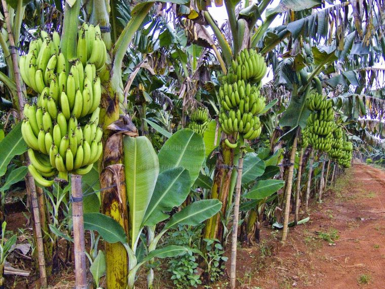 manfaat pohon pisang