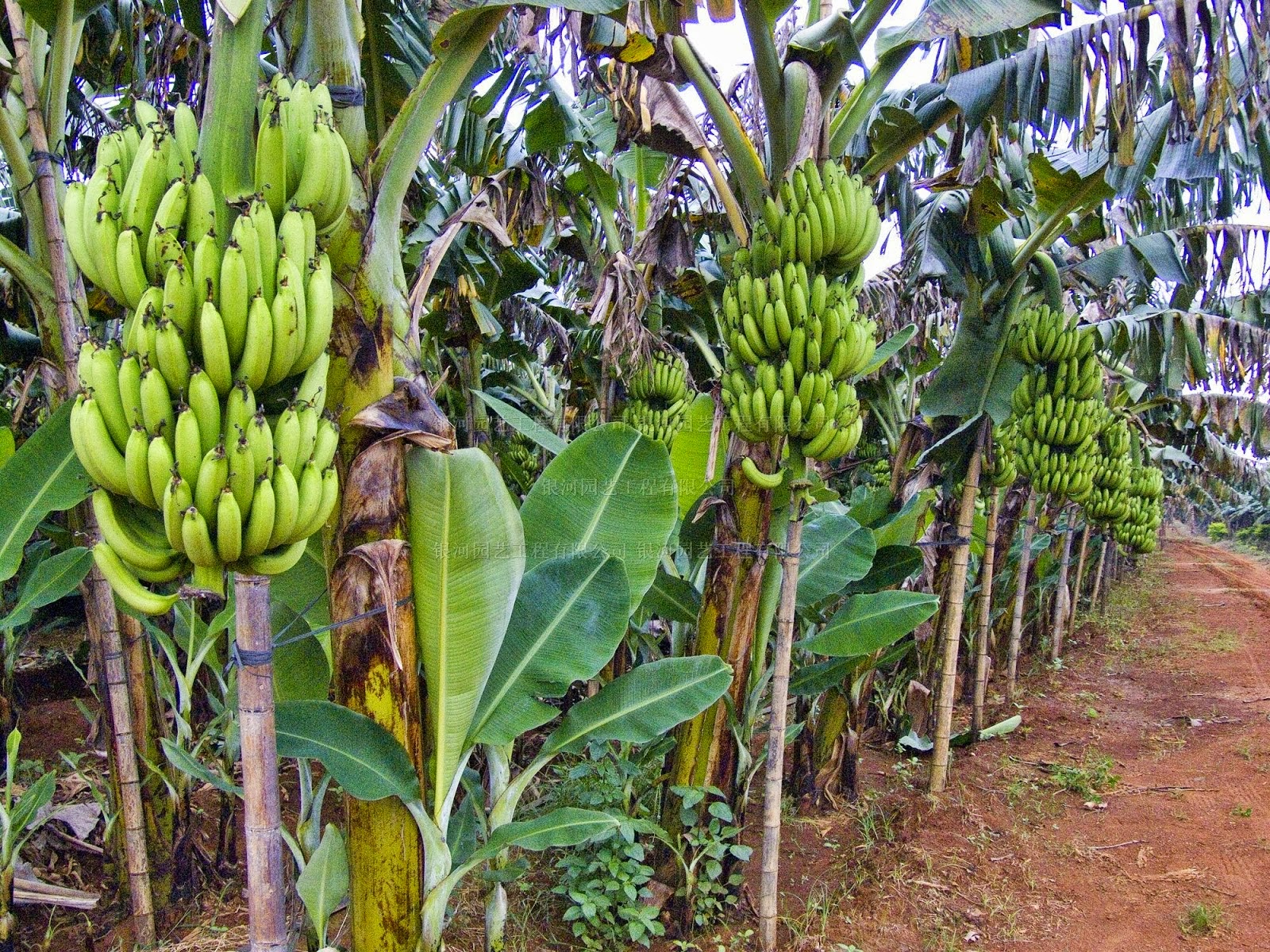 manfaat pohon pisang