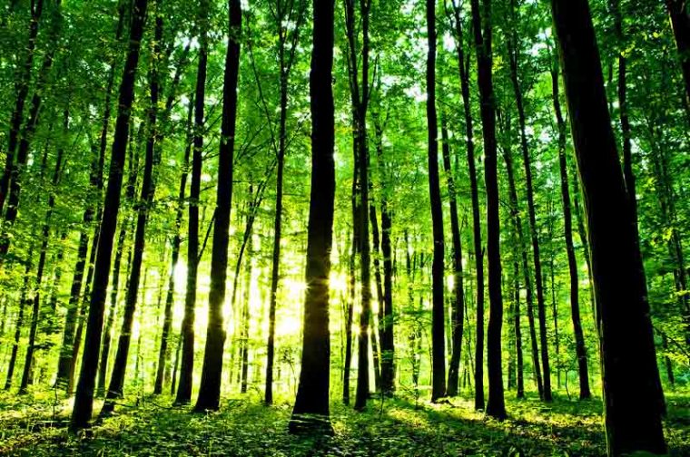 Hutan Jadi Produsen Tunggal Penghasil Oksigen - Hari Gerakan Satu Juta Pohon