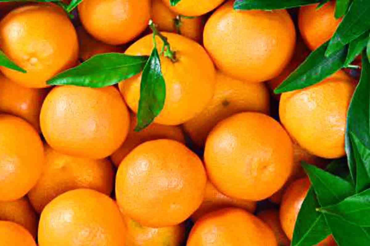Jeruk Tangerine - Jenis Jeruk Rasa Manis
