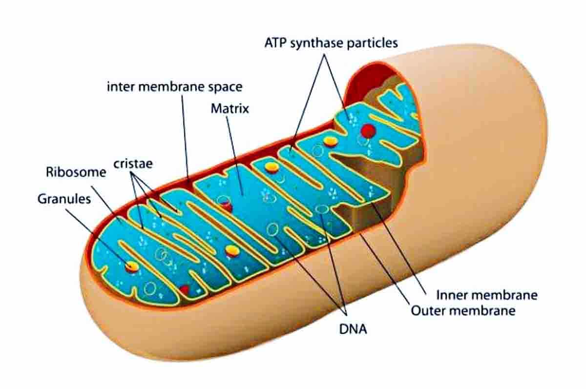 Membran di Mitokondria - Nama alat pernapasan pada tumbuhan aerob