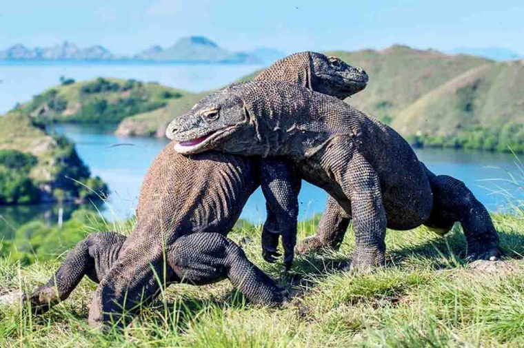 Komodo – Hewan purbakala yang masih hidup di Pulau Komodo