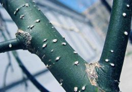 Lentisel - Nama alat pernapasan pada tumbuhan pada bagian batang