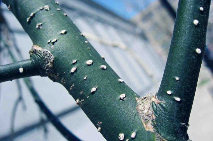 Lentisel - Nama alat pernapasan pada tumbuhan pada bagian batang
