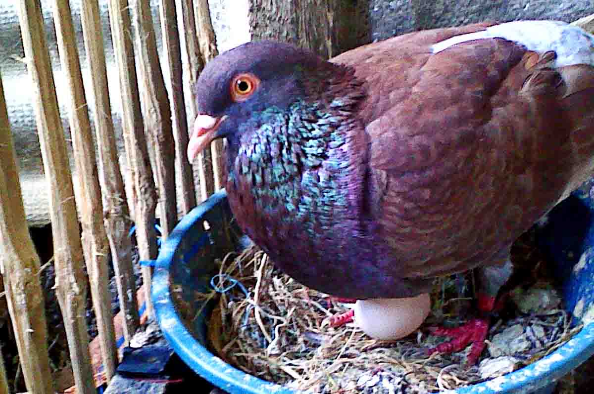 Pengeraman dan Penetasan Telur - Perkembangbiakan burung merpati fase perawatan