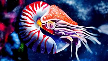 Nautilus – Hewan purbakala yang masih hidup dengan ciri memiliki cangkang